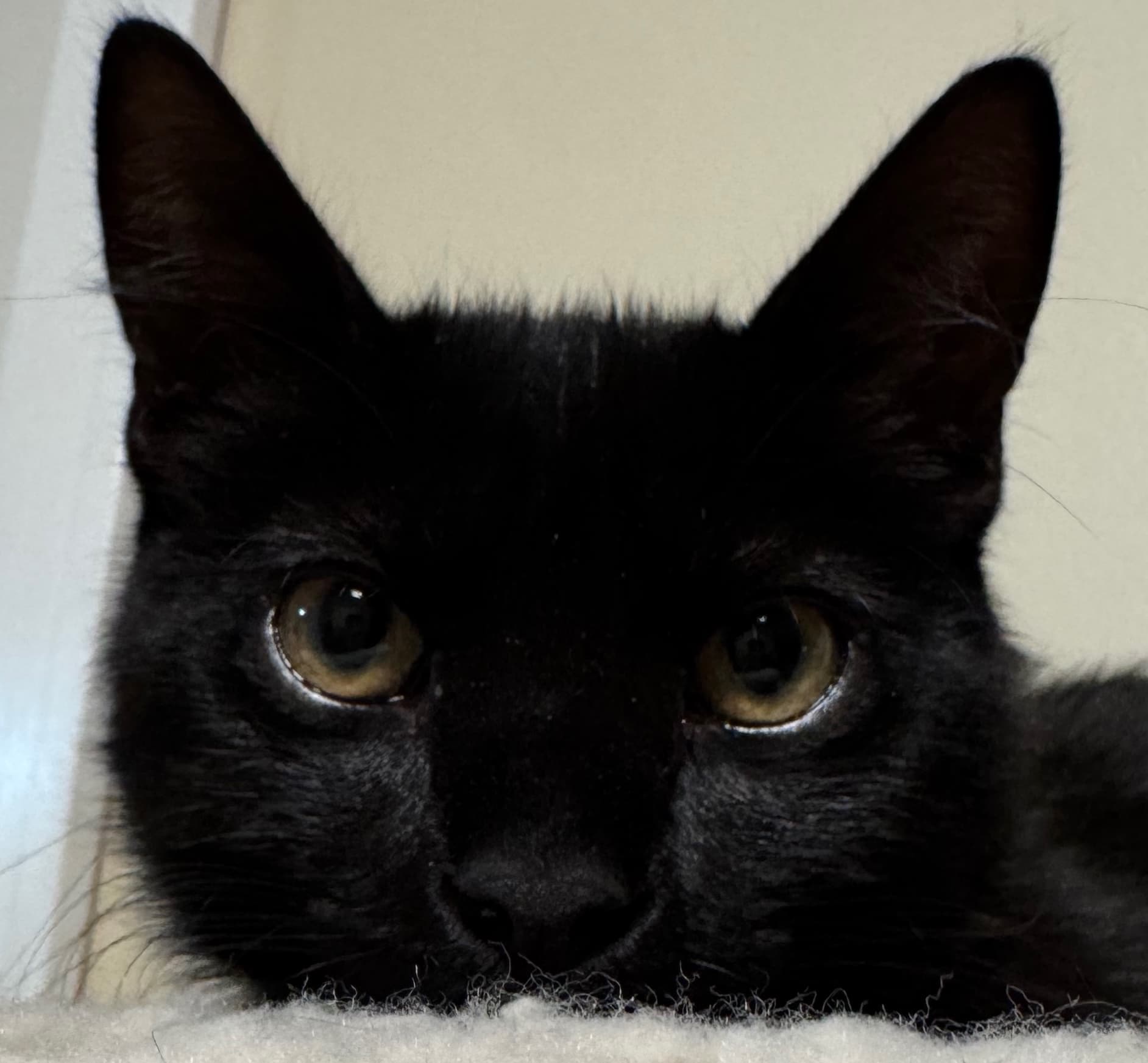 Pishi the black cat