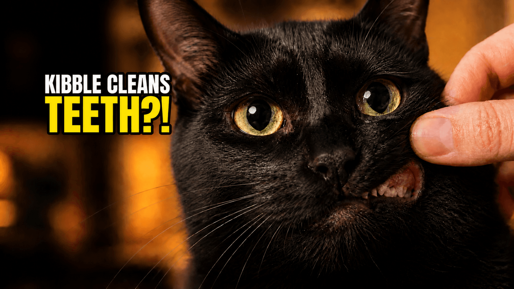 Watch: How to actually brush a cat's teeth